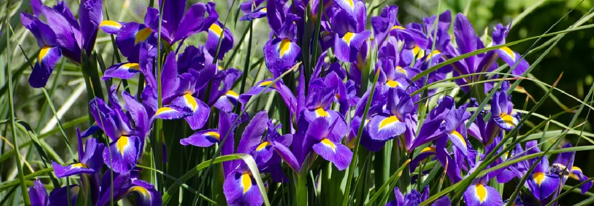 Lila Schwertlilien in Blüte